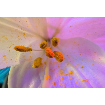 Smartfon Google Pixel 9 Pro XL 16 GB / 128 GB 5G zielony